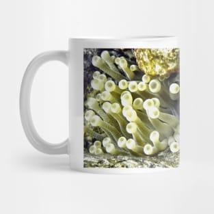 Yellow Sea Anemone Mug